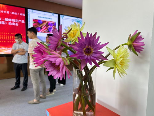 海南首届热带花卉产品拍卖会开拍,现场售出3.2万扎睡莲