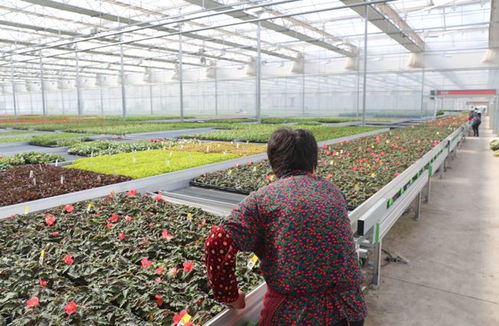 身边的花博 崇明这间超大花卉工厂,1小时能播种20万粒