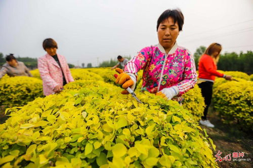 河北遵化 培育景观苗木 钱 途大