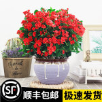 庭院日本海棠花苗大红花盆栽花卉 - 海棠海棠花,现售产品