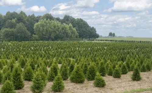 市场竞争激烈,苗圃如何经营才能避免被淘汰 小苗圃如何能实现咸鱼翻身