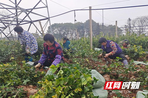 攸县苗木市场紧俏 百万株油茶苗销往广西贵州